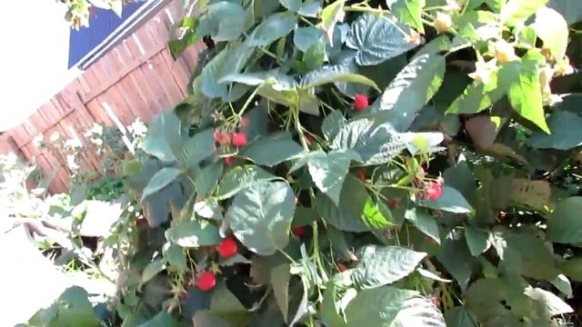 Солнечное утро. Очиток - результат пересадки. смотреть онлайн