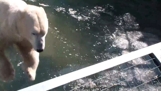 Белые медведи смотреть онлайн