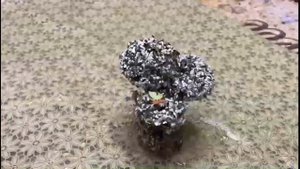 Цетрария.#исландскиймох #цетрария #цетрарияисландская #предметинтерьера