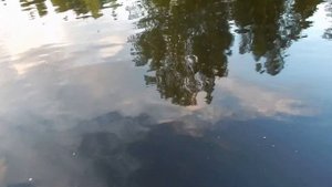 В реке Сить щука еще есть! На кружок поймал щуку на 3,700! По сегодняшним меркам БОНУС!