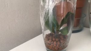 #реанимация#реанимацияорхидеи#тепличка#    Реанимация орхидей в тепличке