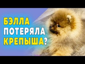 Щенкам шпица 98 дней – 14 недель. Крепыш из Томска прислал весточку. Как шпиц живет в новой семье