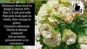 Green Ice Miniature Rose #Roses