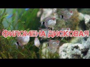 ФИЛОМЕНА ДИСКОВАЯ. СОДЕРЖАНИЕ, СОВМЕСТИМОСТЬ, КОРМЛЕНИЕ И РАЗМНОЖЕНИЕ