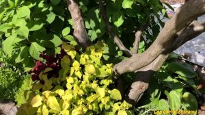 Фундук в нашем саду. Посадите фундук для мужчин. Лещина. Уход,выращивание,УРОЖАЙ#орехфундуккустарни