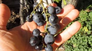 Безукрывной синий виноград: урожай