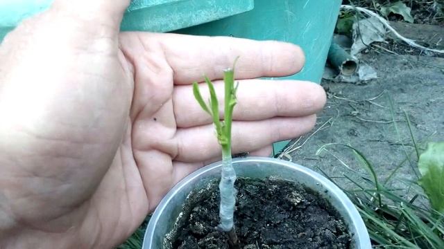 Прививка нектарина зеленым черенком(эксперимент!) смотреть онлайн