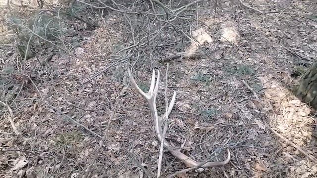 Рога оленя 2022, ПАРА РОГ ОЛЕНЯ .zrzuty jeleni 2022, Deer antlers 2022