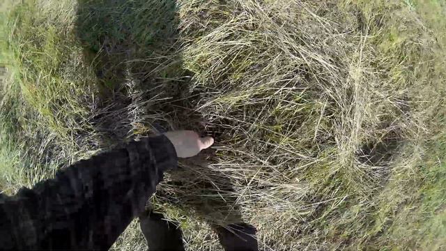 Собираю сено по кочкарям после косилки Чистое в рулон, старое на поле 2 августа смотреть онлайн