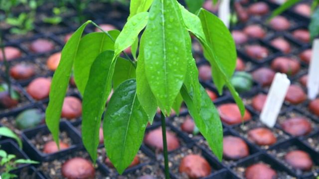 Fast Facts with Robert Kooyman (Castanospermum Australe) смотреть онлайн