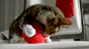 kitekat 2