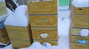 зимовка пчел с закрытым сетчатым дном и верхней вентиляцией, контроль зимовки не открывая гнезда