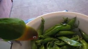 Попугай жрет горох/ Parrot eats peas