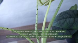 Редкие новинки! Алказия Жаклин, Алоказия Мело и Алоказия Сильвер Небула