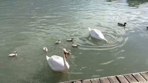 Swans & Cygnets at Versailles Royal Gardens & Canals Paris France Лебеди Сады Версаля Париж Франция