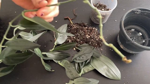 SCINDAPSUS TREUBII MOONLIGHT смотреть онлайн