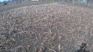 Горчица сидерат. После зимы.