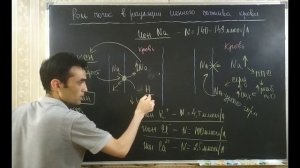 Физиология. Функции почки. Роль почки поддерживающие гомеостаз организма.