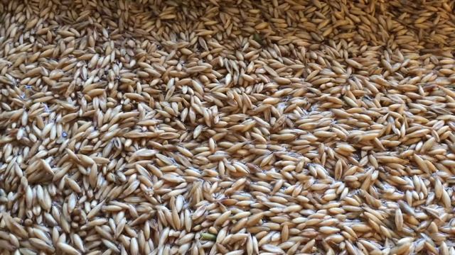 Овес смотреть онлайн