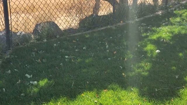 Leaf Blower CFM vs MPH: Which Is Best? смотреть онлайн