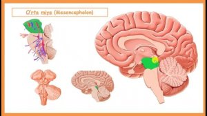 МОЗГОВОЙ СТВОЛ |MIYA SO'G'ONI ( MIYA SOPI ) | BRAIN STEM | MIDBRAIN |