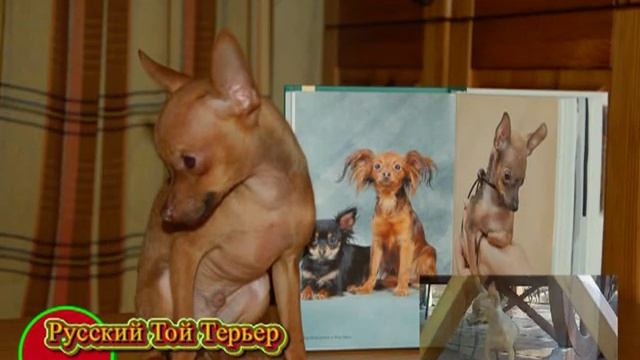 Русский той терьер смотреть онлайн