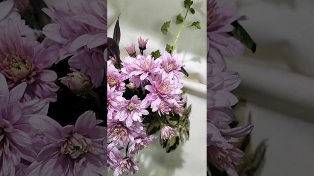 Хризантема-мультифлора Arluno Pink #chrysanthemumflower #цветы #хризантема #черенкихризантемы