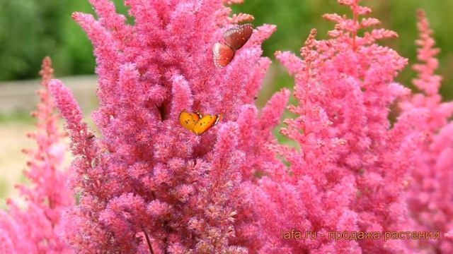 Астильба арендса Глория (astilbe arendsii gloria) ? обзор: как сажать, саженцы астильбы Глория смотреть онлайн