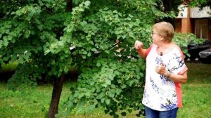 Липа на садовом участке Хитсад ТВ