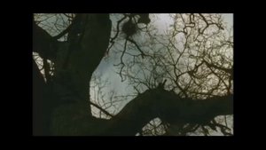 Князь Андрей и дуб