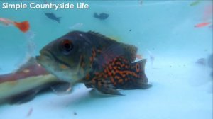 Danio Rerio Cichlidae Carp Betta Goldfish Catfish Swordtail Koi Fish Cute Animals Videos