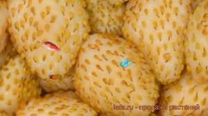 Земляника садовая Золотинка (fragaria ananassa) ? обзор: как сажать, рассада земляники Золотинка