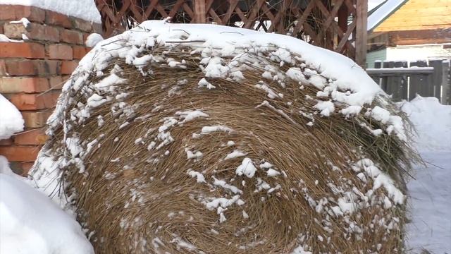 Результат хранения сена.Промежуточный итог. смотреть онлайн