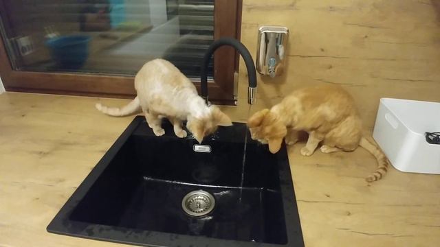 Devon rex z kranu najlepiej:))) смотреть онлайн