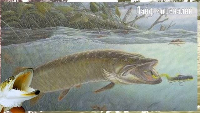 Новые секреты ловли щуки в августе! Как попасть на августовский жор щуки? смотреть онлайн