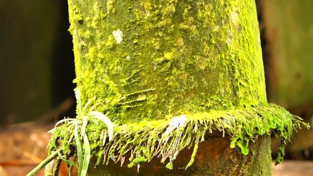 100 Years Old Bamboo Tree | AMAZING TREE смотреть онлайн