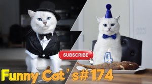 Смешные коты #174