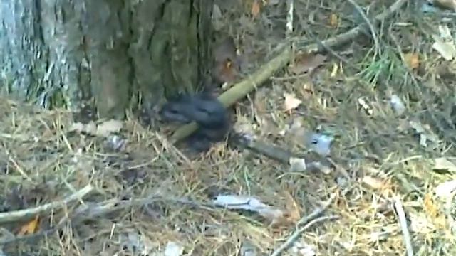 Гадюка у дома Russian aspid смотреть онлайн