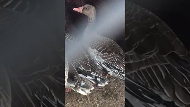 Дикие гуси в домашних условиях!Поймал на раз 6 штук.(видео продолжение следует)