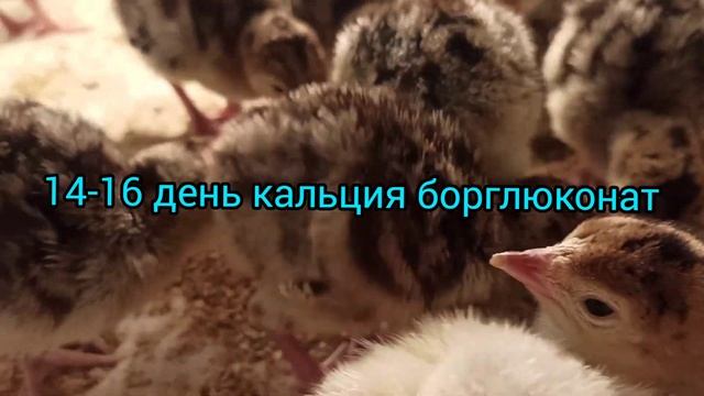 СУПЕР пропойка для индюшат! Что надо знать, чтобы вырастить здоровую птицу!