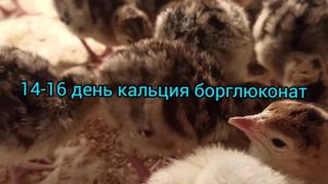 СУПЕР пропойка для индюшат! Что надо знать, чтобы вырастить здоровую птицу!