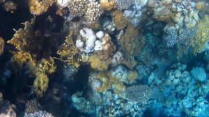 Под красной водой 2 306 (Длиношипая рыба-еж / Фугу) Коралловый риф Dreams Beach Resort Шарм-Эль-Шей