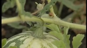 Выращивание арбузов, советы, арбуз на даче, как вырастить арбуз в теплице