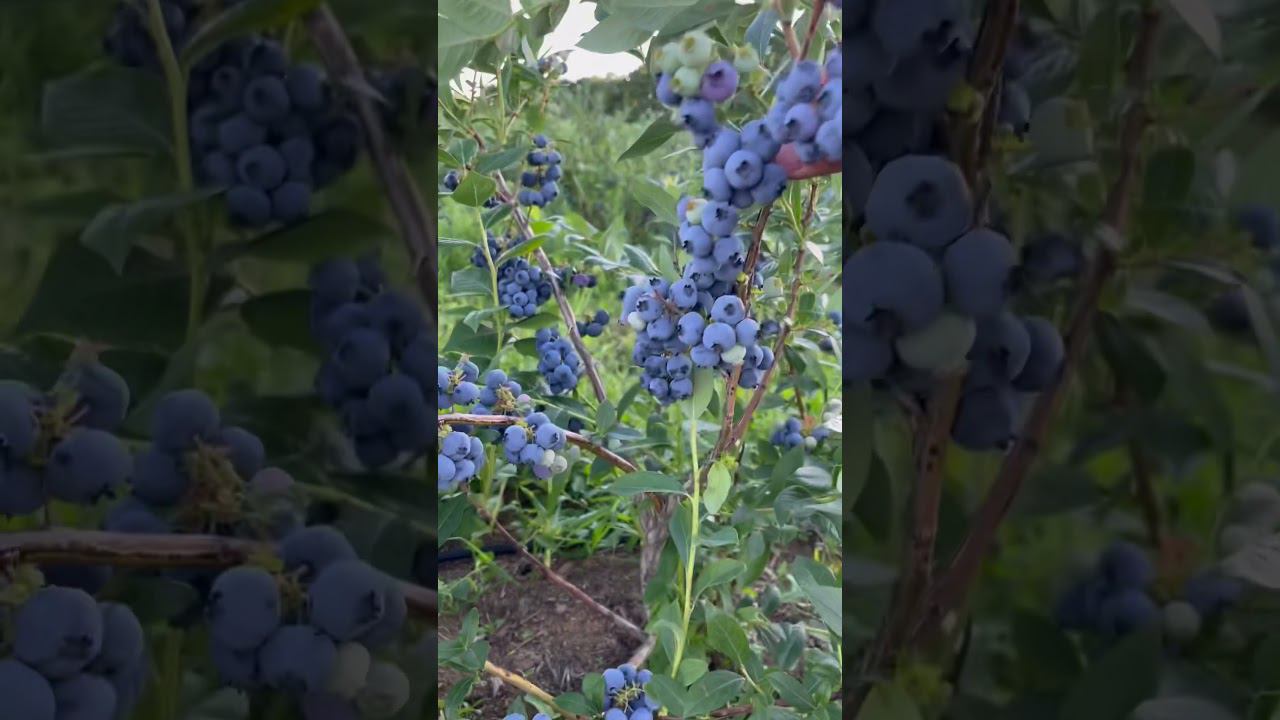 Голубика Мидер. Ранний, морозостойкий, обильный. #голубика #ягоды смотреть онлайн