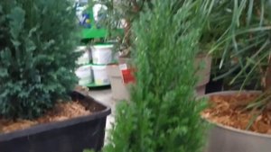 Хвойные. Основные параметры при выборе здорового растения.