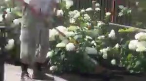 солнце светит - негры пашут