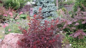 Карликовый пузыреплодник калинолистный `Little Angel`