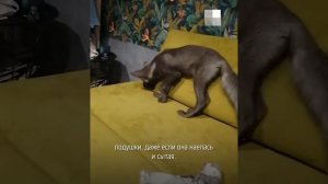 Купила за 30 тысяч: тюменка завела в квартире настоящую лису — пушистая история