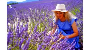 Прованс. Лавандовые поля. Франция