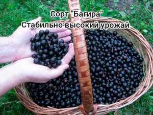 Самые урожайные сорта смородины